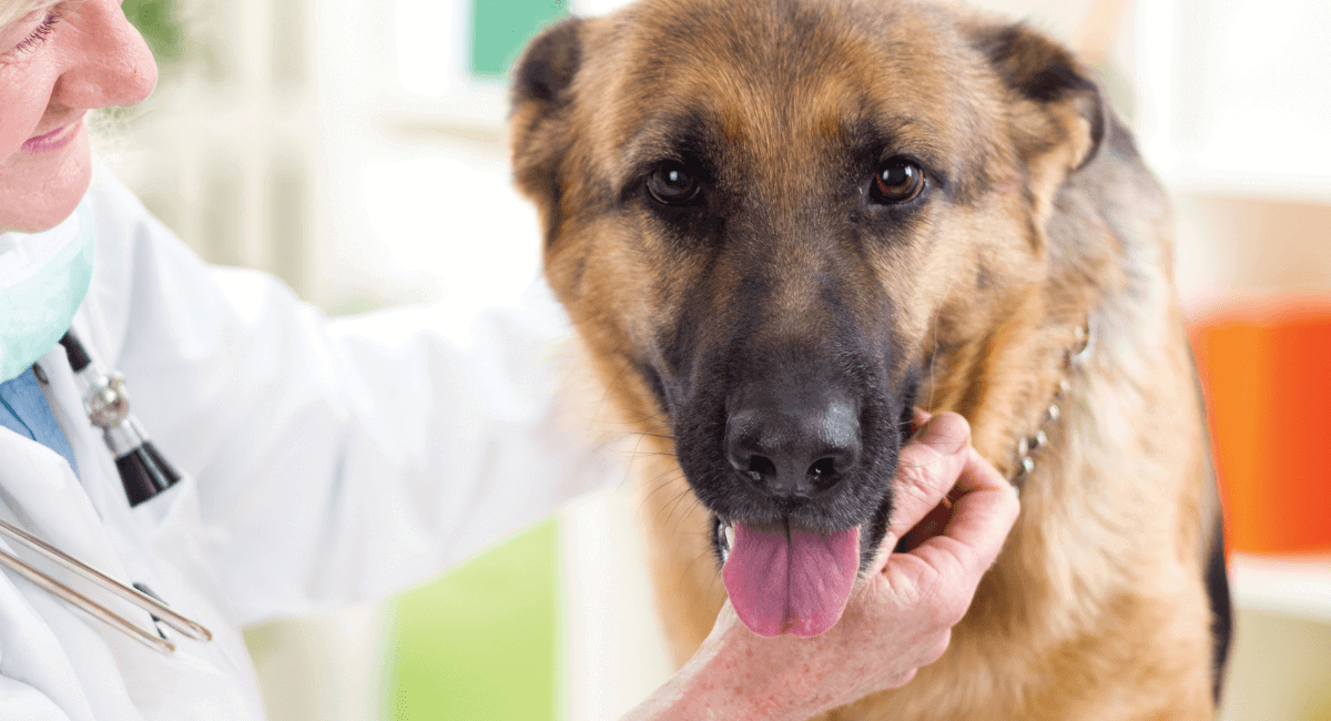 Planning for Retirement as a Veterinarian
