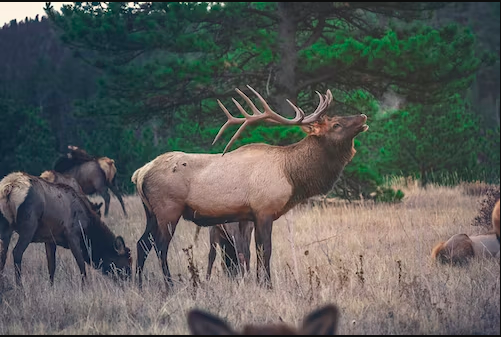 5 Important Tips and Tricks for Calling an Elk
