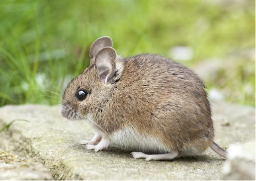 How Rodent Home Invasion Can be Harmful for Your Family